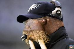 nflnewsandtalk:  Andy Reid is one lucky walrus after his team