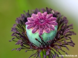 elinka:   Velvety  Oriental Poppy seed pod. By Karen_Chappell