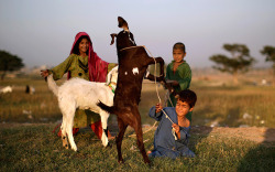 fotojournalismus:  An Afghan refugee boy holds on to his goat,