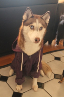 patcheel:  OH GOSH WHAT A BEAUTIFUL DOG WITH A CUTE LITTLE HOODIE