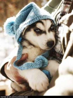 aplacetolovedogs:  izismile Hat Husky ready for winter