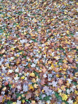 themondaynightwars:  I love how the leaves cover my yard. 