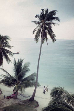 tropical-prd:  follow me: tropical-prd for live a summer paradise