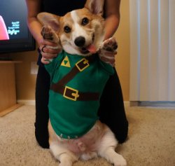 dorkly:  Corgi Link Cosplay Not sure where this fits in the timeline…