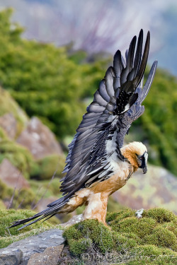 fleeting-fox:  bearded vulture these things are seriously awesome