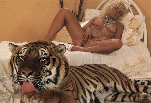 Indifferent tiger in 80ies porn.