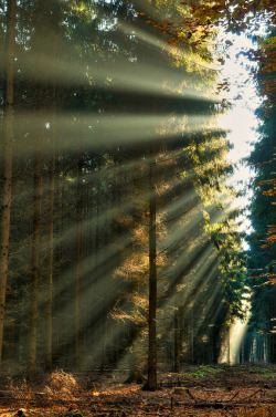 bluepueblo:  Sunray Forest, The Netherlands photo via immortal