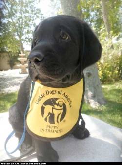 aplacetolovedogs:  imgur Guide Dogs of America, puppy in training