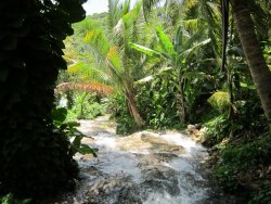 theadventurechild:Jungle/tropical blog