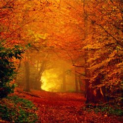 bonfiresofautumn:  When autumn leaves start to fall by *LuizaLazar