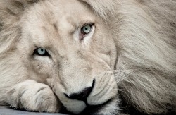 earth-song:  adventurescool12: White lion Haldir: look into your