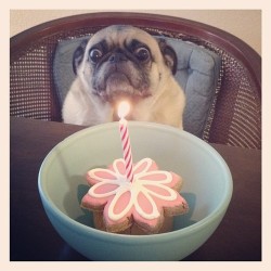 emotipugs:  That feeling of dread you get on your birthday when