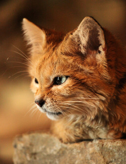 funnywildlife:  Arabian Sand Cat by sometimesong on Flickr. Marwell