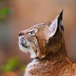 eye-of-the-cat:  (Tambako the Jaguar)