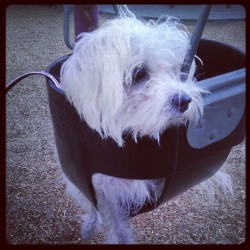 voyousloup:  Puppy swings  (>^ω^<) (Taken with Instagram)