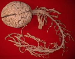 theexplodingpsychology:  The central nervous system of a human.