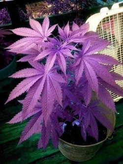 itsjusttheewayiam:  Beautiful<3   Some Purp on Four Twenty