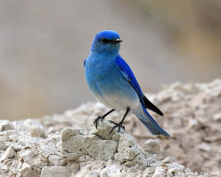 fat-birds:  Mountain Bluebird (Sialia currucoides) by Critter