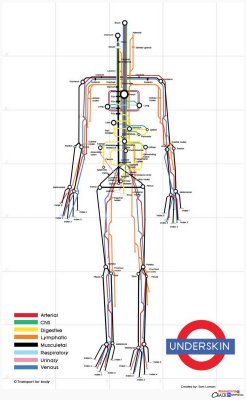 explore-blog:  So clever – the human body visualized as a subway