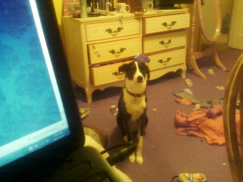 so my dog just sits on my floor and stares at me making a “mmmmMMMF”