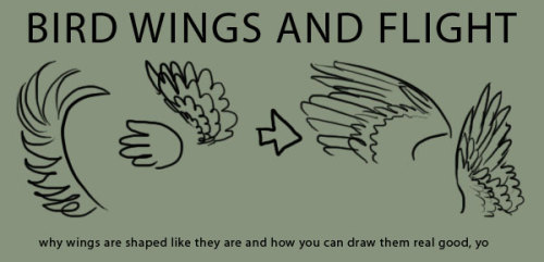 supaslim:   here, have wings. Good Resources: Puget Sound Wing and Tail Collection (where all the wing images I used came from) Origin of Flight in Birds Animating Bird Flight (great resource for ALL artists) Faces  