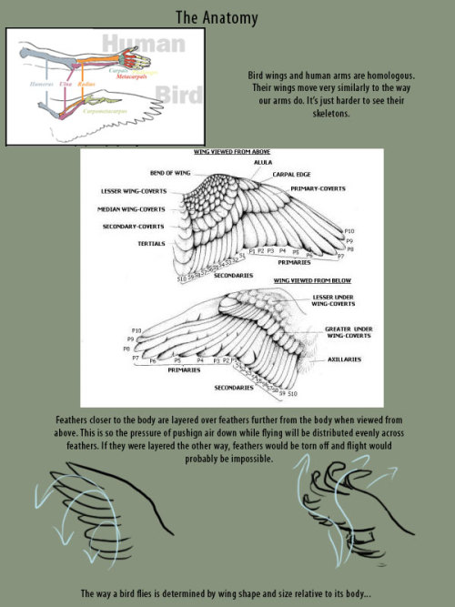 supaslim:   here, have wings. Good Resources: Puget Sound Wing and Tail Collection (where all the wing images I used came from) Origin of Flight in Birds Animating Bird Flight (great resource for ALL artists) Faces  