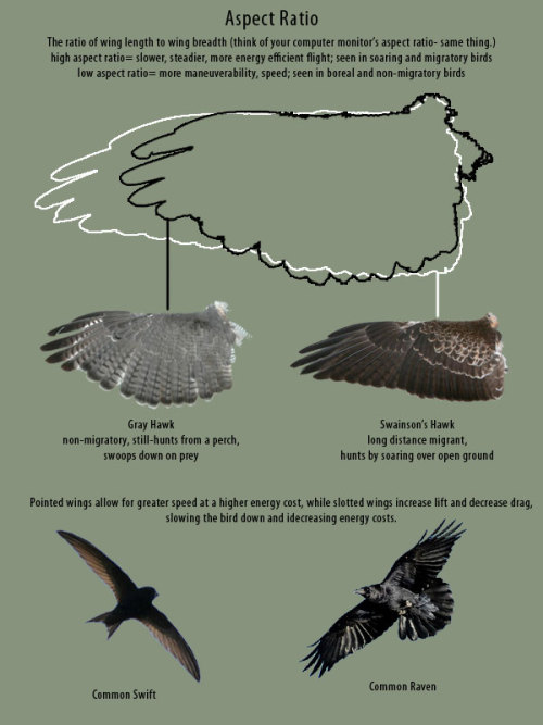 supaslim:   here, have wings. Good Resources: Puget Sound Wing and Tail Collection (where all the wing images I used came from) Origin of Flight in Birds Animating Bird Flight (great resource for ALL artists) Faces  