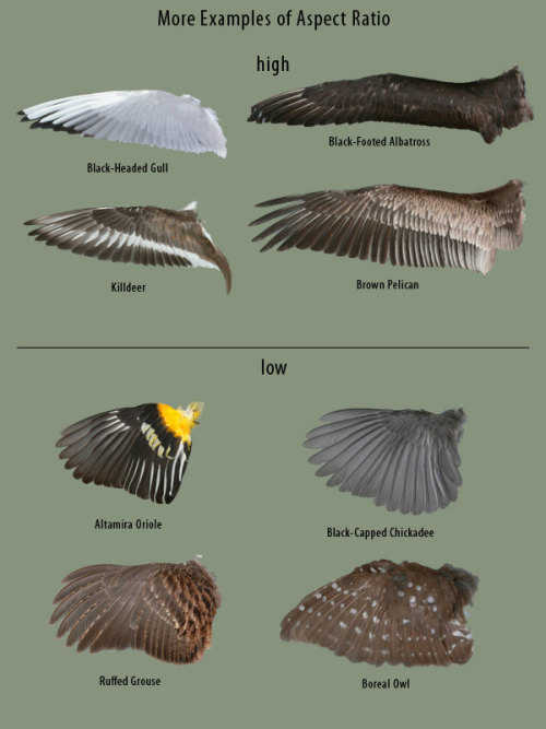 supaslim:   here, have wings. Good Resources: Puget Sound Wing and Tail Collection (where all the wing images I used came from) Origin of Flight in Birds Animating Bird Flight (great resource for ALL artists) Faces  