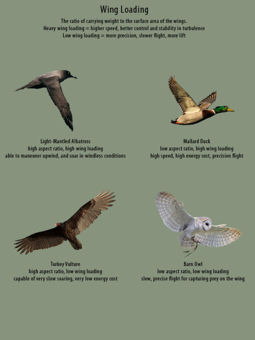 supaslim:   here, have wings. Good Resources: Puget Sound Wing and Tail Collection (where all the wing images I used came from) Origin of Flight in Birds Animating Bird Flight (great resource for ALL artists) Faces  