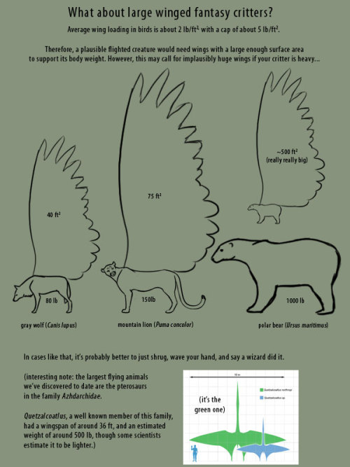 supaslim:   here, have wings. Good Resources: Puget Sound Wing and Tail Collection (where all the wing images I used came from) Origin of Flight in Birds Animating Bird Flight (great resource for ALL artists) Faces  