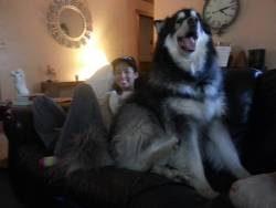 hermajestyschimera:  Kuma, the giant Alaskan malamute 