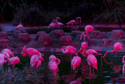 flower-kapow-er:  Flamingoes are awesome. In my room I have a
