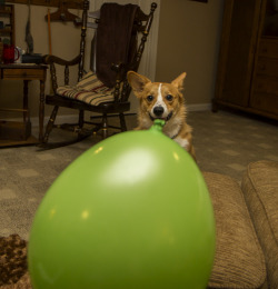 corgiaddict:  thefrogman:  Otis and his green balloon.   Otis