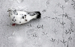 fuckyeahpigeon:  A pigeon leaves trails on snow covered ground