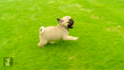 thistimeillmake-you-proud:     THE PUG AT THE END OH LORD  I