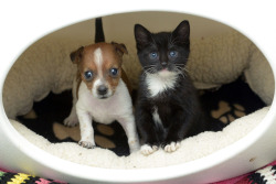 goodstuffhappenedtoday:  A Rejected Puppy And An Abandoned Kitten