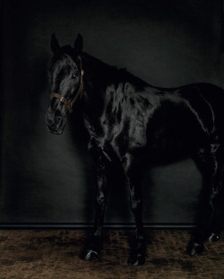 museumuesum:  Sarah Jones Horse (profile) (black) (I), 2010c-type