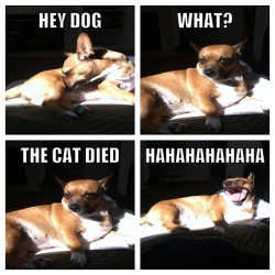 I made this, thanks fibi #lol #meme #dog #FuckCats #cat #joke