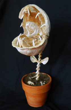 ianbrooks:  Little Shop of Horrors Skeleton by Tim Prince / Forgotten Boneyards