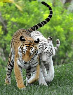 midnight-cat:  tiger couple 