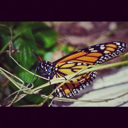 //off my camera (Taken with Instagram)