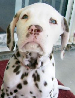 jamiemonster:  Pitbull + Dalmation = D’AWWWWWW. 