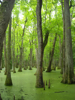 visitheworld:  travelingcolors:  Green swamp, Pearl River | Mississippi