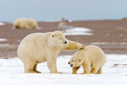 animalstalkinginallcaps:  MOM, SERIOUSLY! STOP! I’VE GOT LIKE