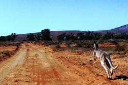 The summer parkway roared. Troops of kangaroos huddled on the
