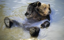 allcreatures:  Picture: Duncan Usher/Solent News (via Pictures