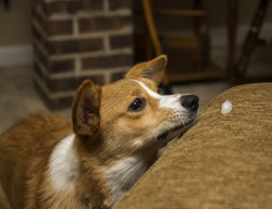 thefrogman:  Otis loves ice cubes. Whenever he hears the ice