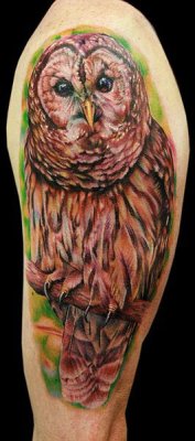 cecilporterstudios:  another owl I did, I love doin these I get