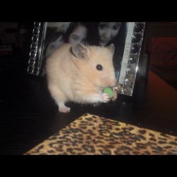 so after work @xtinadanielle, @adamsaucee and me found my hamster,