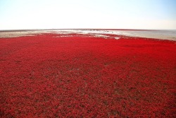 nickastig:  The Red Beach is located in the Liaohe River Delta,